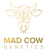 MAD COW LEMON CHERRY DOLCE FLOWER STRAIN 3.5G